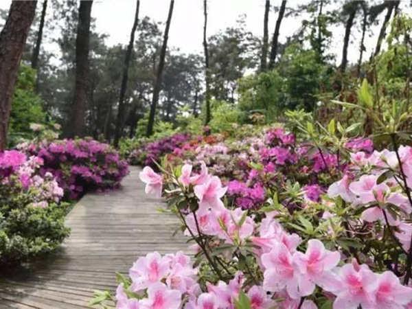 時令草花案例5.jpg
