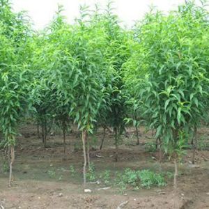 華北冬季苗木管理技術要點