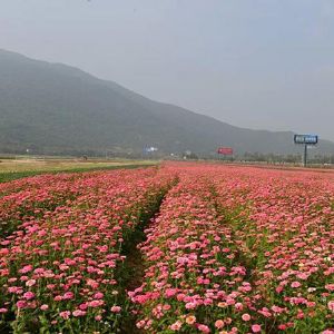 花卉行業如何充分利用信息技術手段，提高企業和花農效益