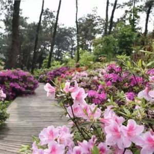 花卉產業現代化需要深度信息化