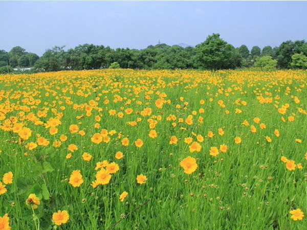金雞菊花海.jpg