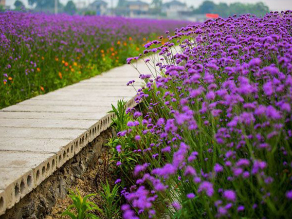 馬鞭草花海 2.jpg