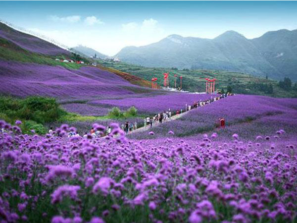 馬鞭草花海.jpg