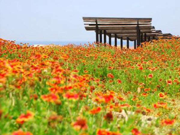天人菊花海.jpg