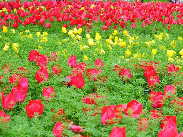 郁金香花海.jpg