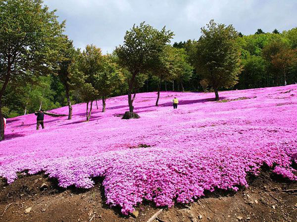 芝櫻花海.jpg