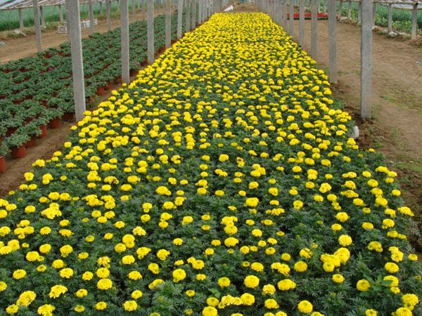 萬壽菊.jpg