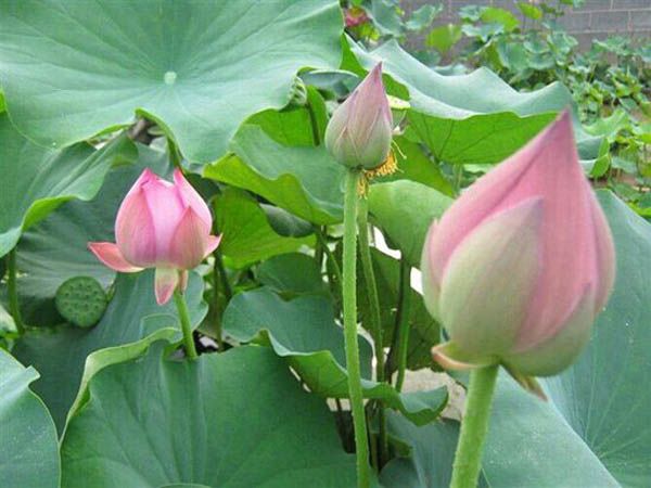荷花.jpg