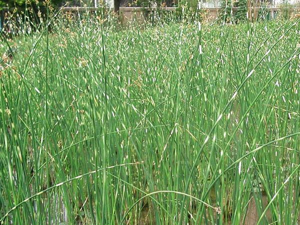花葉水蔥.jpg