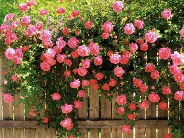 薔薇月季.jpg