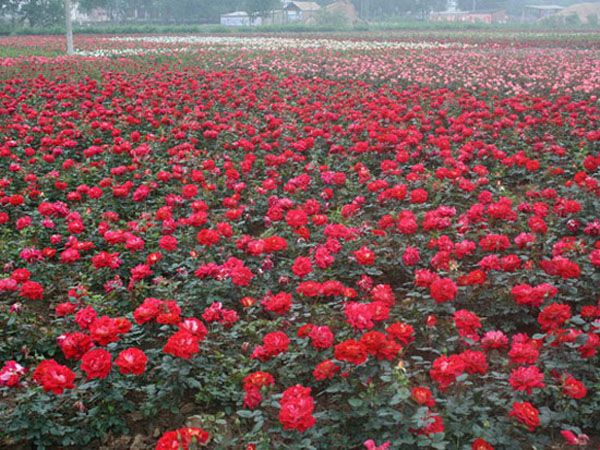紅帽月季.jpg