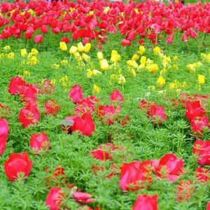 郁金香花海