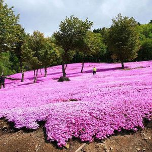 芝櫻花海