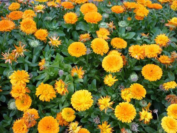 3金盞菊.jpg