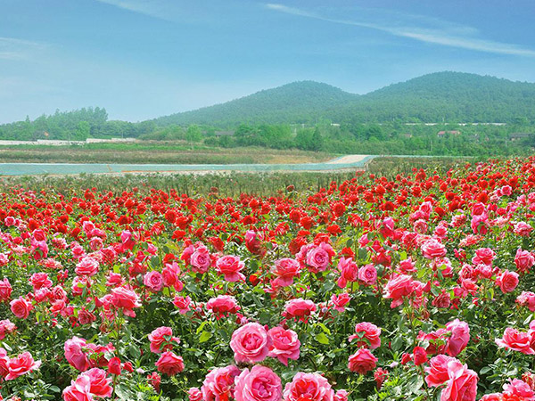 1玫瑰花海.jpg