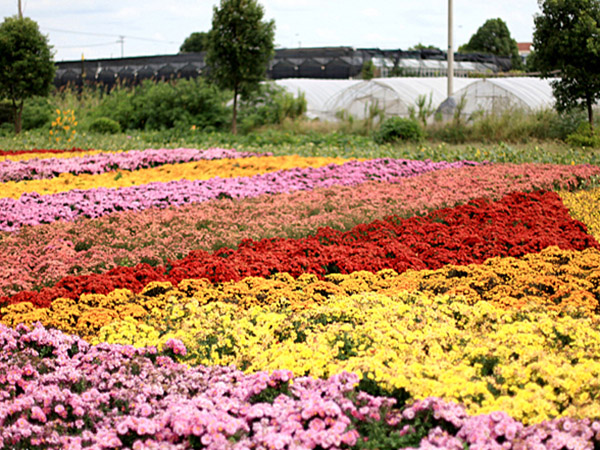 雛菊花海4.jpg