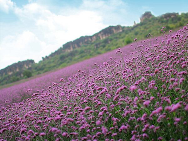二月蘭花海5.jpg