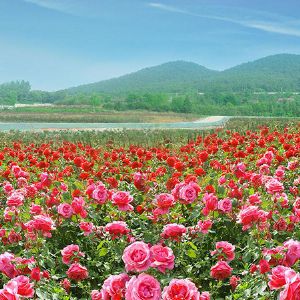 玫瑰花海