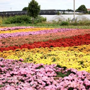 雛菊花海