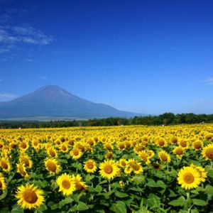 向日葵花海