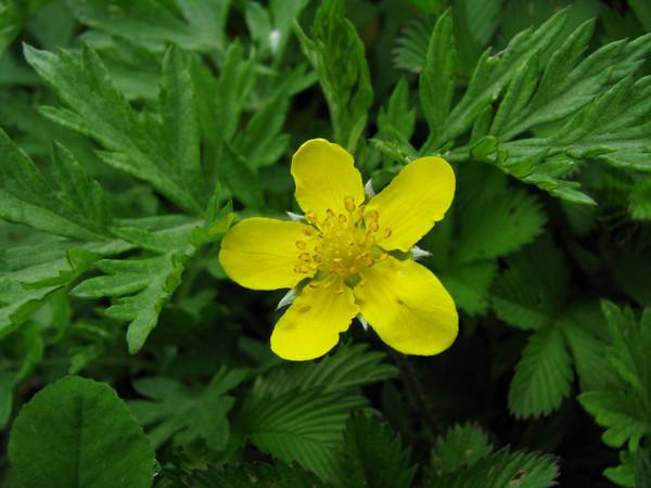 五葉萎陵菜.jpg