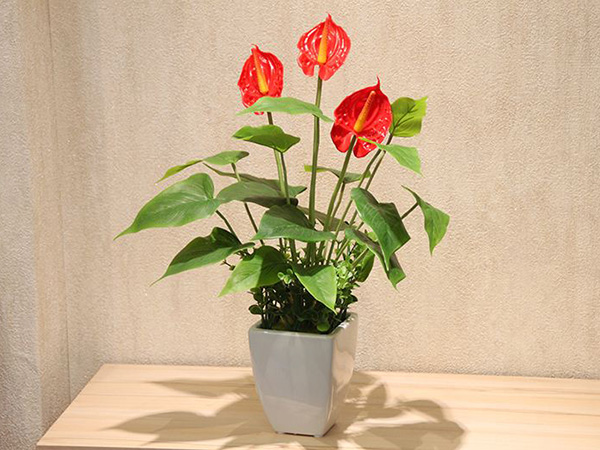 紅掌 副本.jpg
