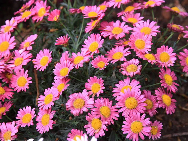 南非萬(wàn)壽菊.jpg