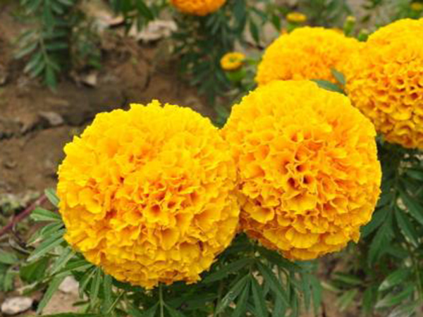 萬壽菊.jpg