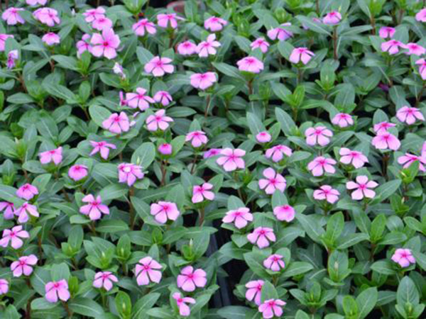 長春花.jpg