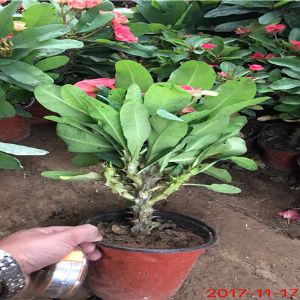 虎刺梅2