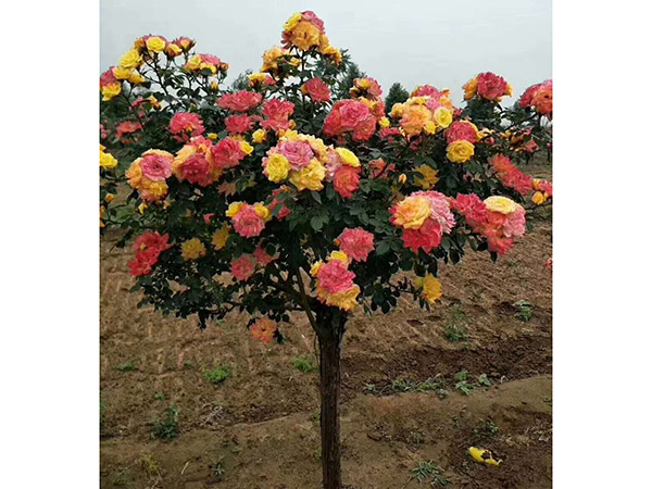 樹樁月季 (7).jpg