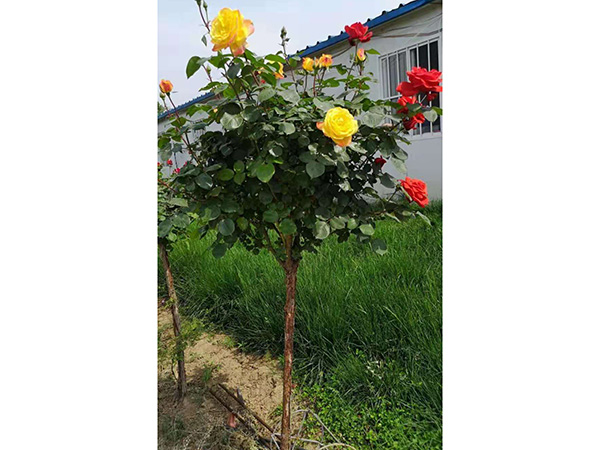 樹樁月季 (8).jpg