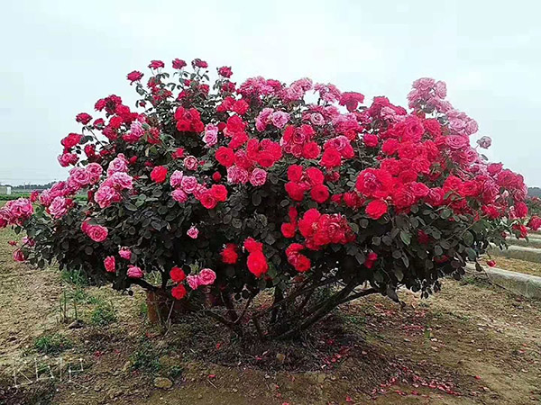 樹樁月季 (9).jpg