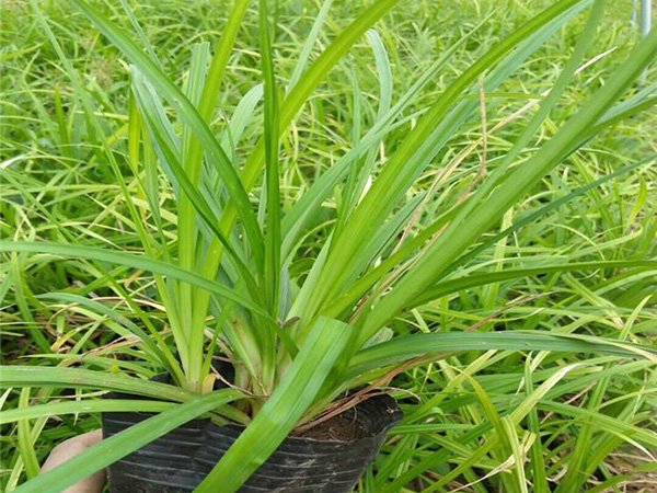 澇峪苔草 (3).jpg