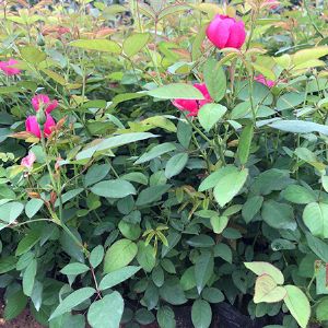 豐花月季