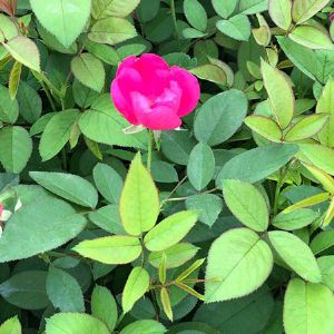 豐花月季